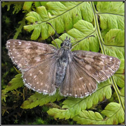 Dingy Skipper, Erynnis tages