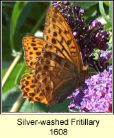 Silver-washed Fritillary, Argynnis paphae