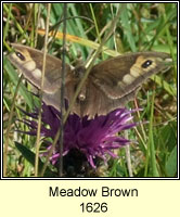 Meadow Brown, Maniola jurtina