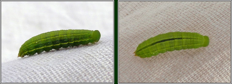 Small Heath, Coenonympha pamphilus (caterpillar)
