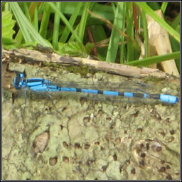 Common Blue Damselfly, Enallagma cyathigerum