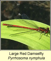 Large Red Damselfly, Pyrrhosoma nymphula