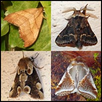 Macro moths