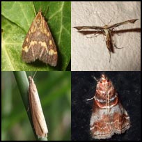 Micro moths
