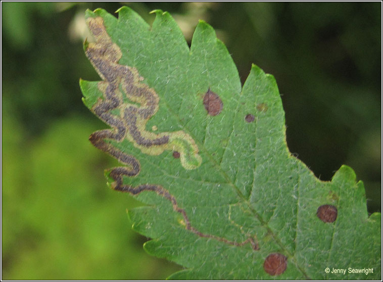 Stigmella nylandriella