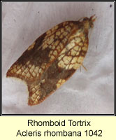 Rhomboid Tortrix, Acleris rhombana