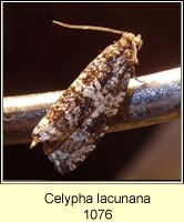 Celypha lacunana