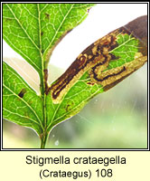 Stigmella crataegella (leaf mine)