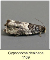 Gypsonoma dealbana