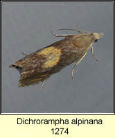 Dichrorampha alpinana