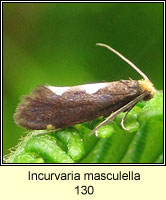 Incurvaria masculella