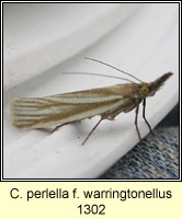 Crambus perlella f warringtonellus