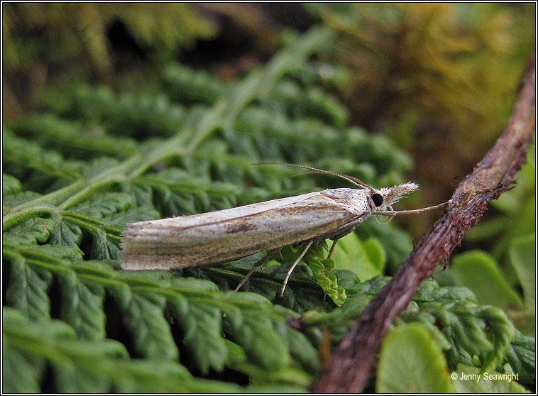 Agriphila geniculea