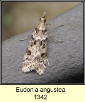 Eudonia angustea
