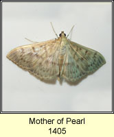 Mother of Pearl, Pleuroptya ruralis