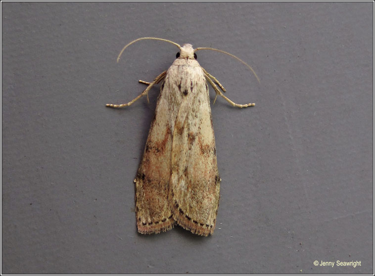 Bee Moth, Aphomia sociella
