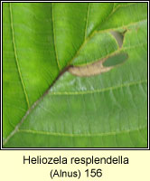 Heliozela resplendella (leaf mine)