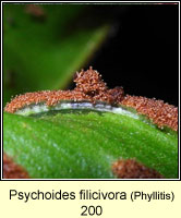 Psychoides filicivora (leaf mine)