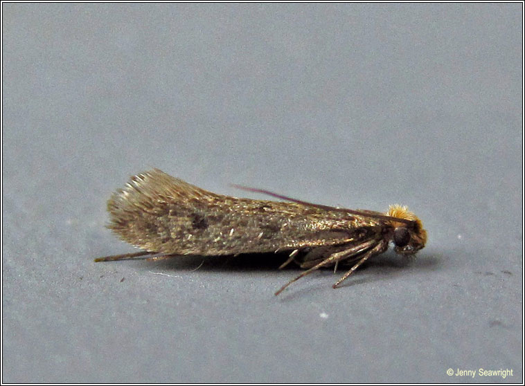 Case-bearing Clothes Moth, Tinea pellionella