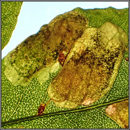 Laburnum Leaf Miner, Leucoptera laburnella