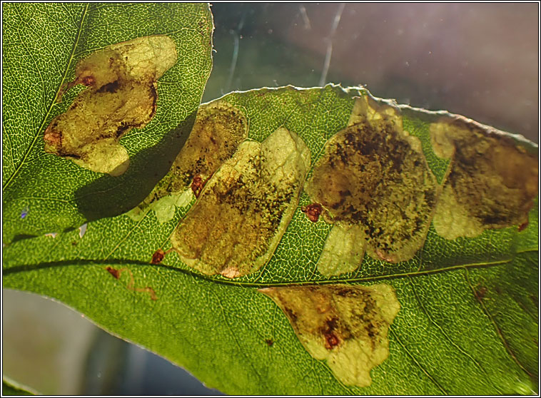 Laburnum Leaf Miner, Leucoptera laburnella