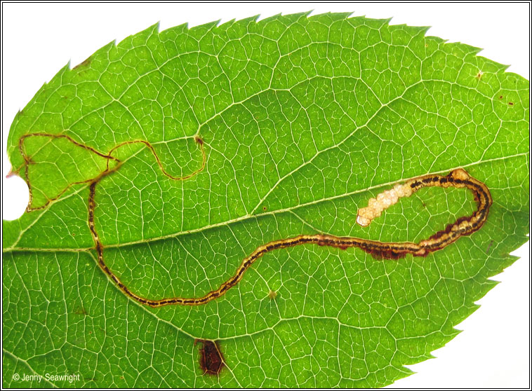 Apple Leaf Miner, Lyonetia clerkella