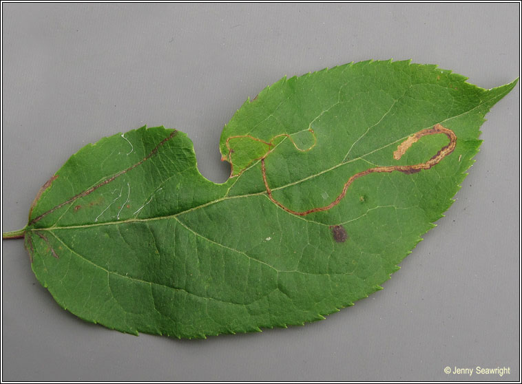 Apple Leaf Miner, Lyonetia clerkella