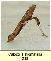 Caloptilia stigmatella