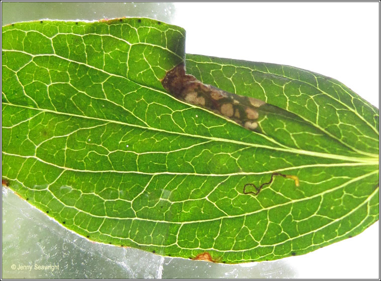 Eucalybites auroguttella