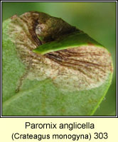 Parornix anglicella (leaf mine)