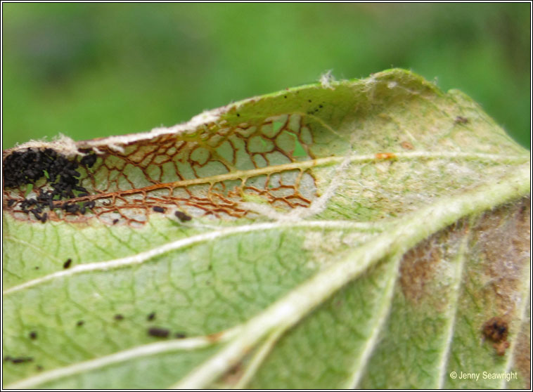 Callisto denticulella