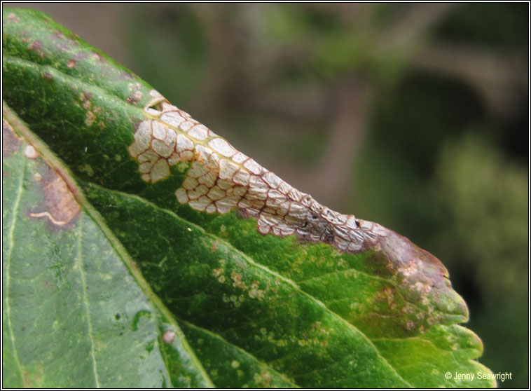 Callisto denticulella