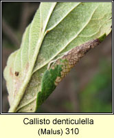 Callisto denticulella (leaf mine)