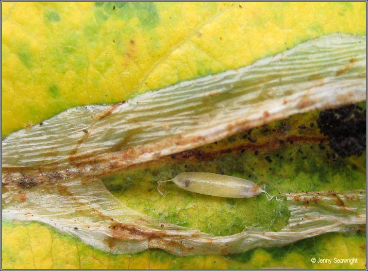 Firethorn Leaf Miner, Phyllonorycter leucographella