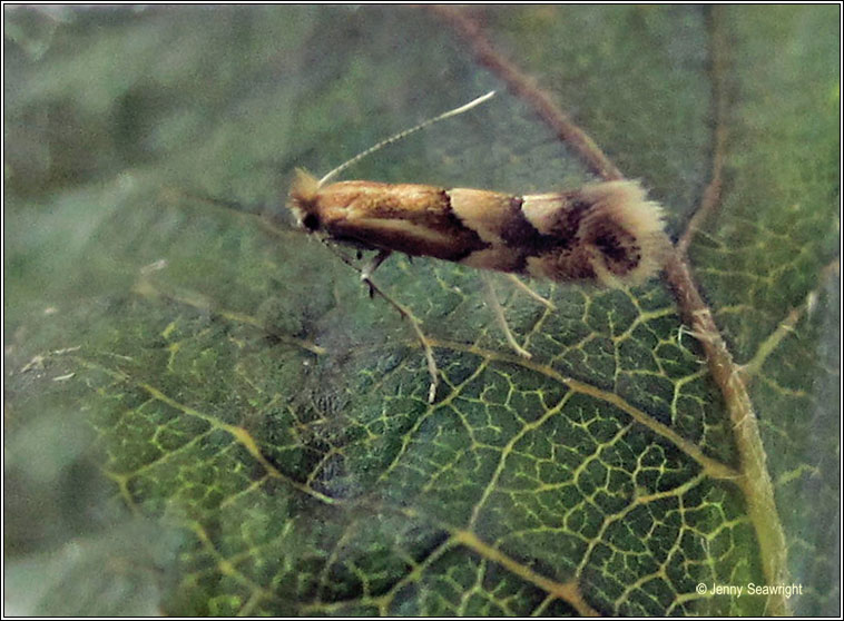 Phyllonorycter salicicolella