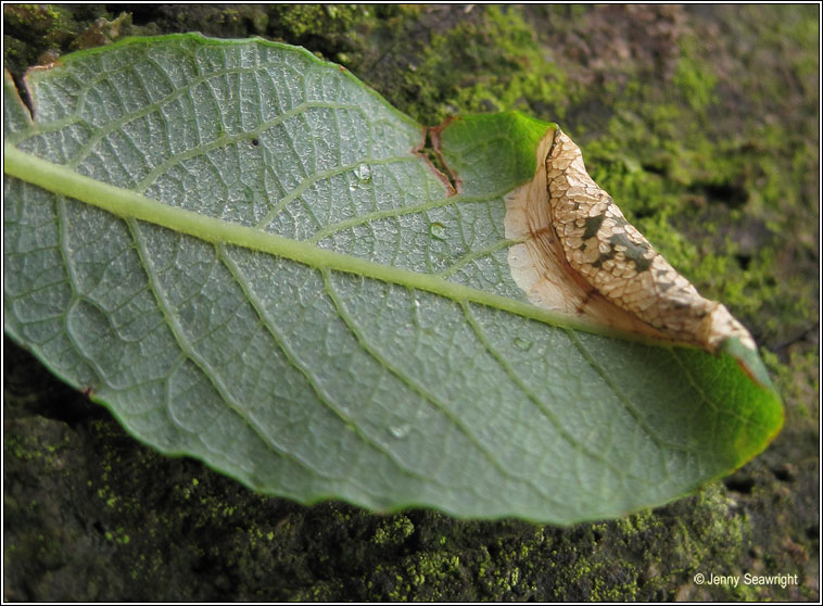 Phyllonorycter salicicolella