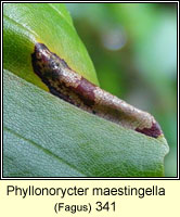 Phyllonorycter maestingella (leaf mine)