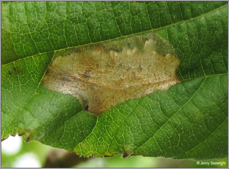 Phyllonorycter coryli