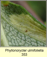 Phyllonorycter ulmifoliella