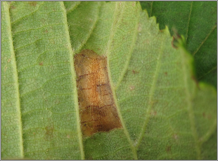 Phyllonorycter nicellii