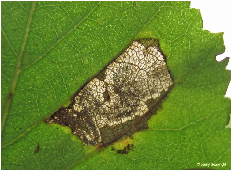 Ectoedemia minimella