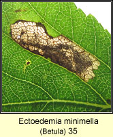 Ectoedemia minimella (leaf mine)