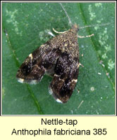 Nettle-tap, Anthophila fabriciana