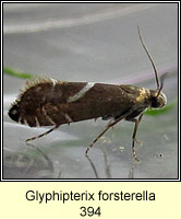 Glyphipterix forsterella