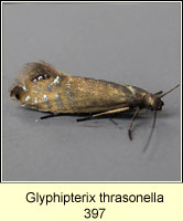 Glyphipterix thrasonella