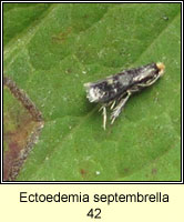 Ectoedemia septembrella