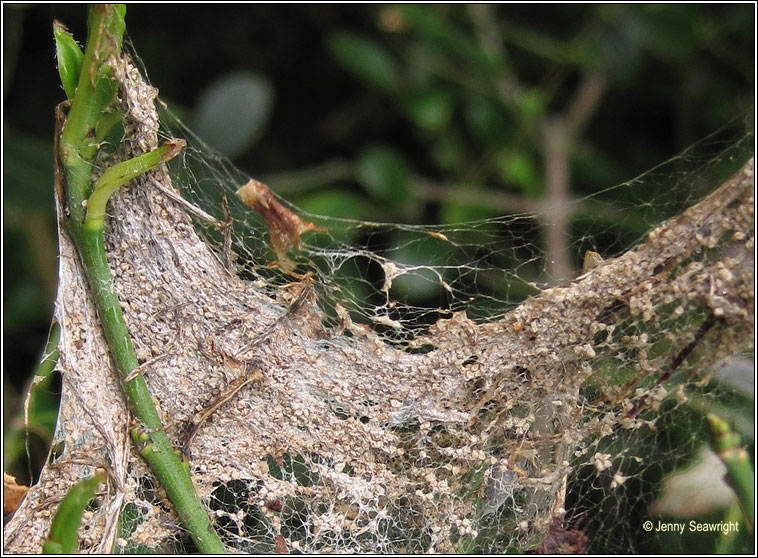 Spindle Ermine, Yponomeuta cagnagella, larval web
