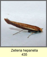 Zelleria hepariella