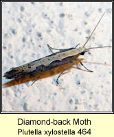 Diamond-back Moth, Plutella xylostella