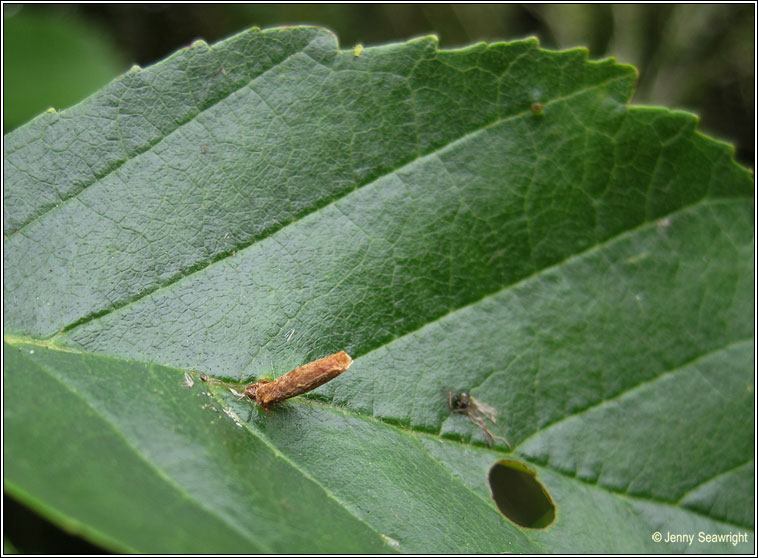 Coleophora serratella